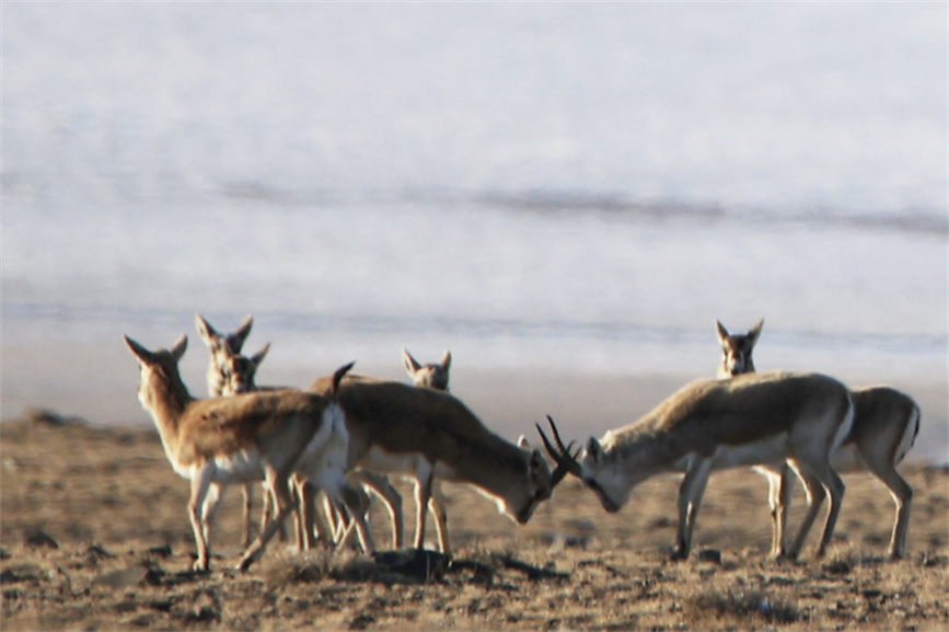 Herds of Gazella subgutturosa appear in Burqin county, NW China's Xinjiang