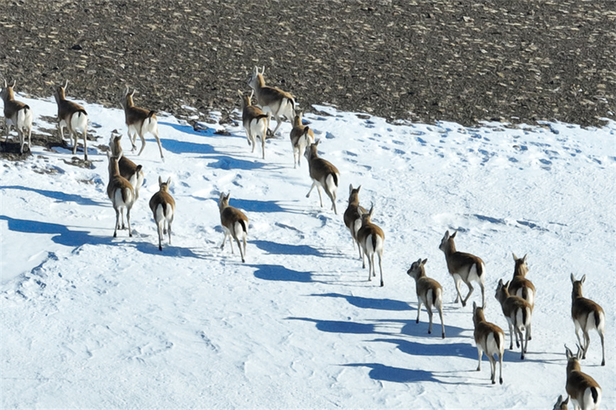 Herds of Gazella subgutturosa appear in Burqin county, NW China's Xinjiang