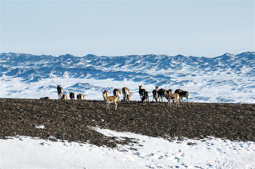 Herds of Gazella subgutturosa appear in Burqin county, NW China's Xinjiang