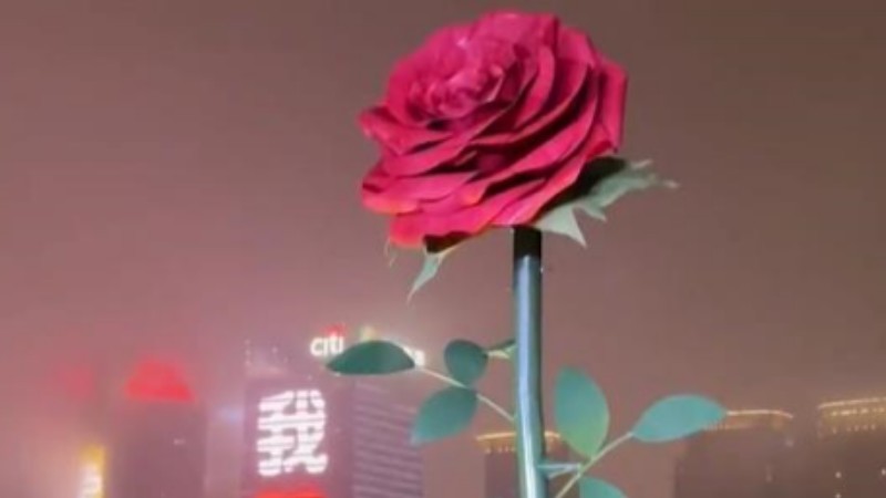 Rosy Shanghai