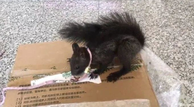 Drug-sniffing squirrels join police force in SW China's Chongqing