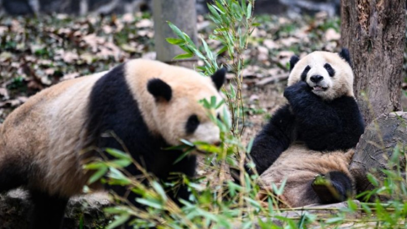 Giant pandas enjoy themselves at breeding base in Sichuan