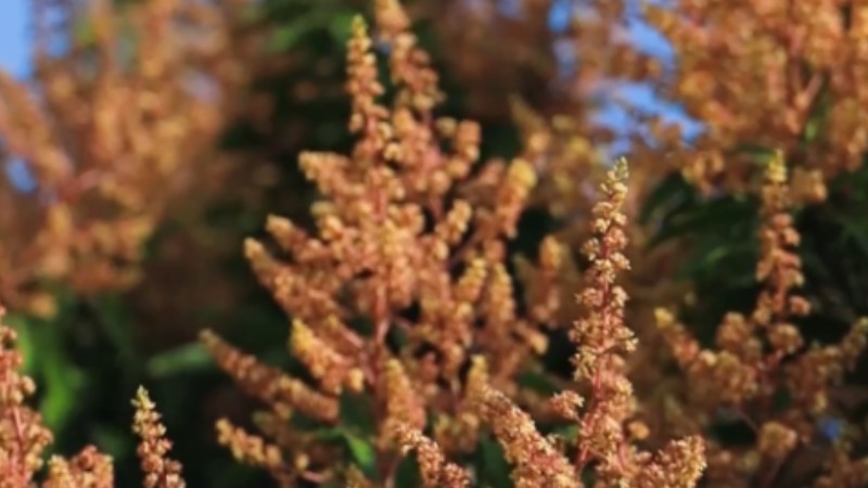 Mango trees blossom in Hainan