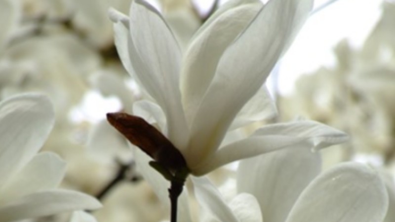 200-year-old magnolia tree in full bloom