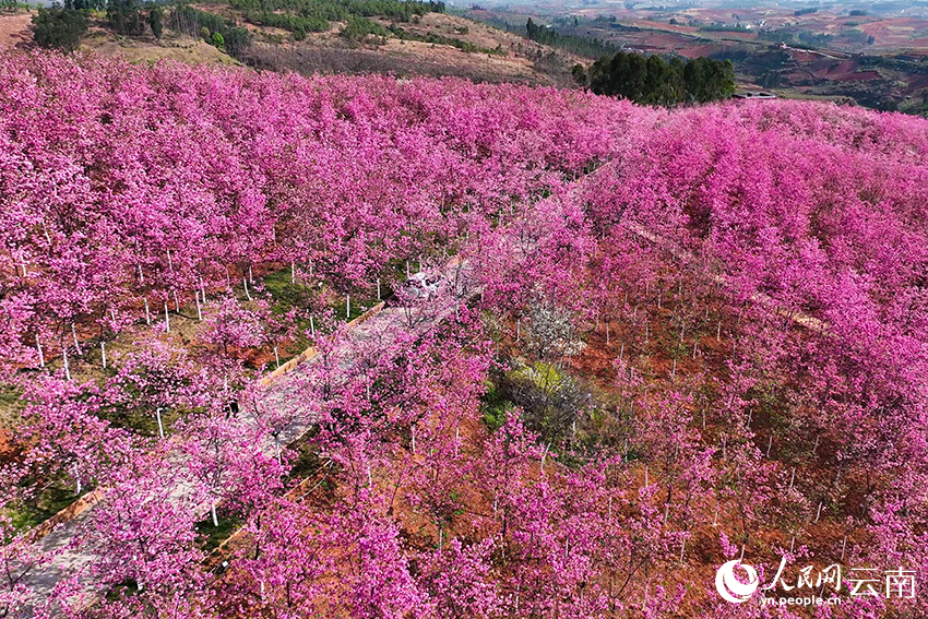 Cherry blossoms light up valley in SW China’s Yunnan