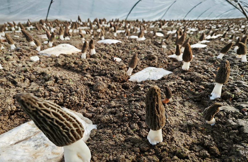 Morel mushroom cultivation under grapevines brings prosperity to NW China’s Shaanxi villagers