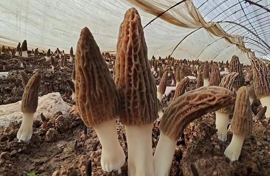 Morel mushroom cultivation under grapevines brings prosperity to NW China’s Shaanxi villagers