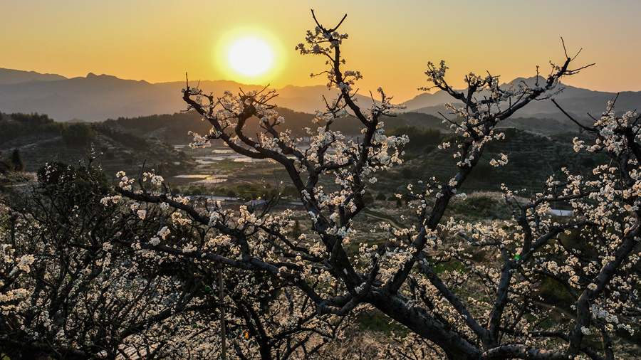 In pics: Plum trees bloom in Liancheng county, SE China's Fujian