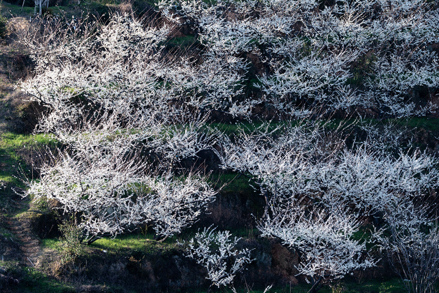 In pics: Plum trees bloom in Liancheng county, SE China's Fujian