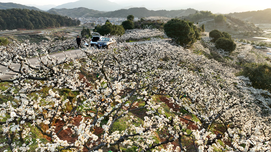 In pics: Plum trees bloom in Liancheng county, SE China's Fujian