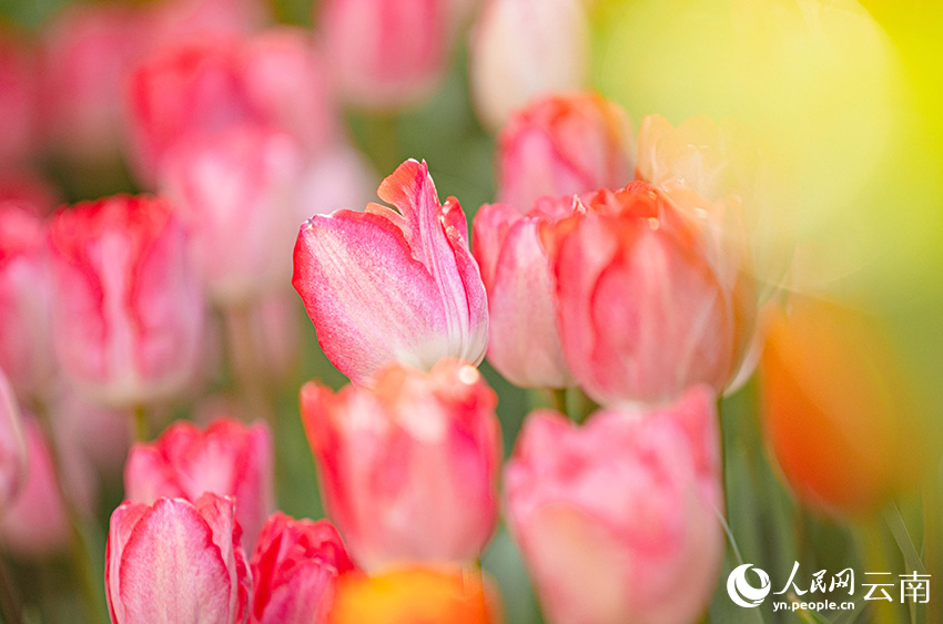 In pics: Over 80,000 tulips bloom in Kunming, SW China