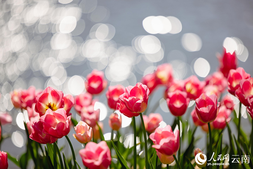 In pics: Over 80,000 tulips bloom in Kunming, SW China