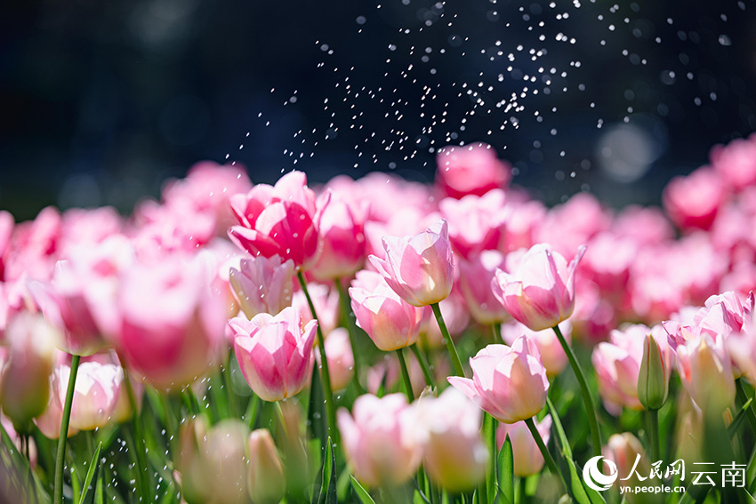 In pics: Over 80,000 tulips bloom in Kunming, SW China