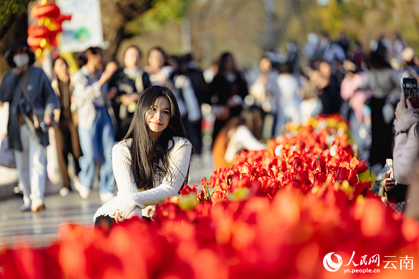 In pics: Over 80,000 tulips bloom in Kunming, SW China