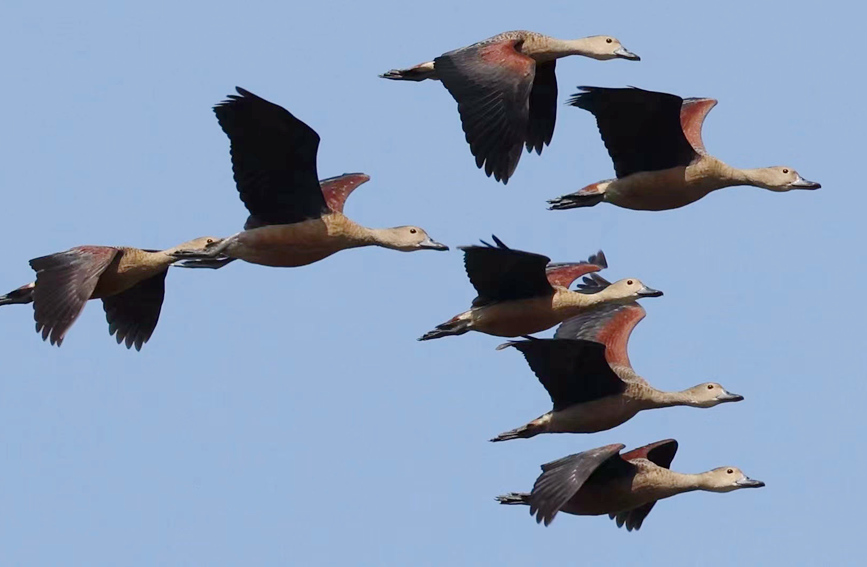 China’s Hainan continuously shatters record of rare species thanks to enhanced wetland ecology