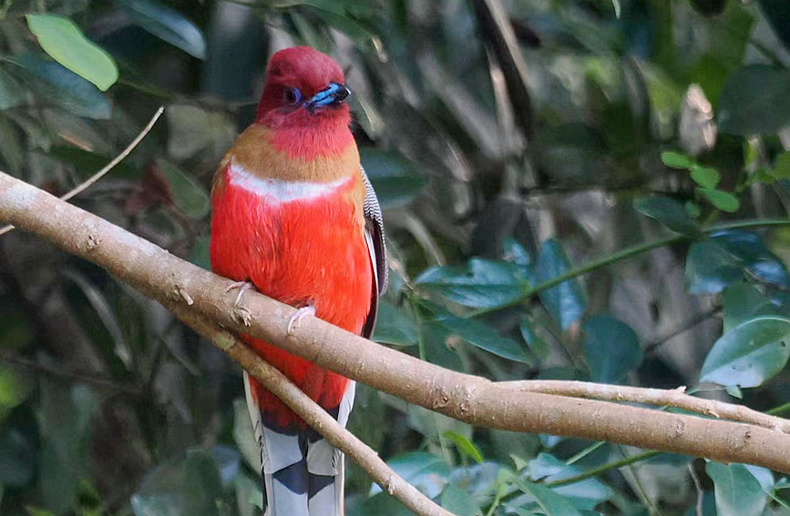 China’s Hainan continuously shatters record of rare species thanks to enhanced wetland ecology