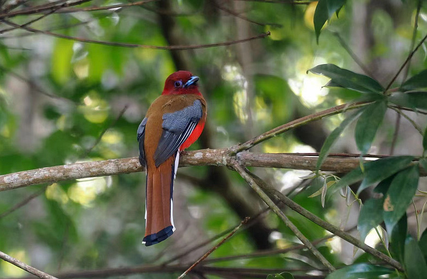 China’s Hainan continuously shatters record of rare species thanks to enhanced wetland ecology