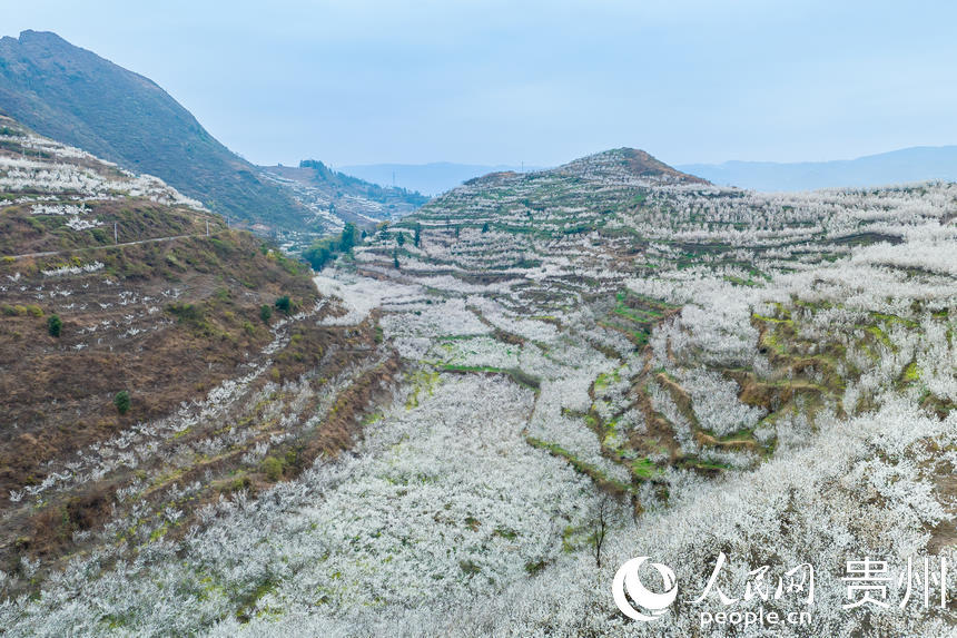 SW China's Guizhou welcomes spring with burst of cherry blossoms