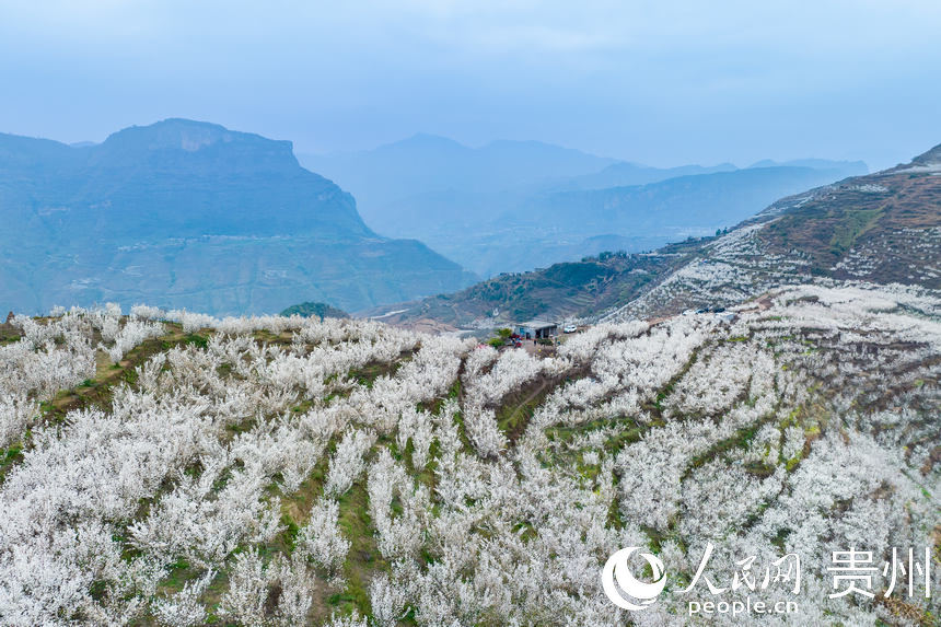 SW China's Guizhou welcomes spring with burst of cherry blossoms