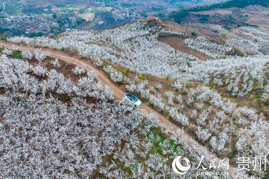 SW China's Guizhou welcomes spring with burst of cherry blossoms