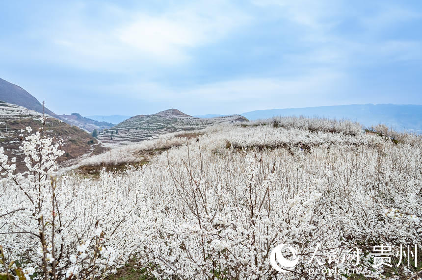 SW China's Guizhou welcomes spring with burst of cherry blossoms