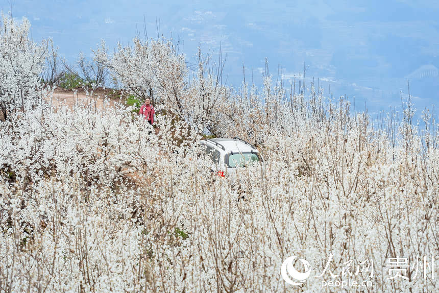 SW China's Guizhou welcomes spring with burst of cherry blossoms