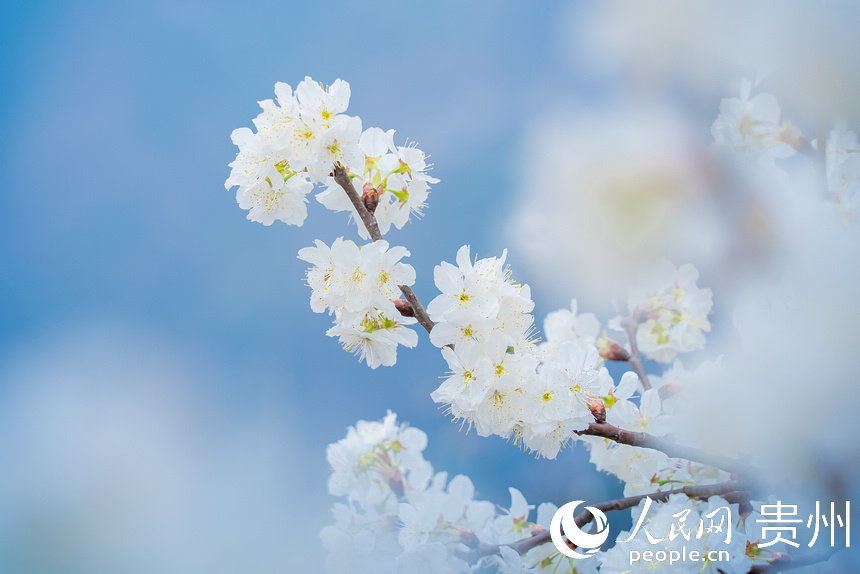 SW China's Guizhou welcomes spring with burst of cherry blossoms