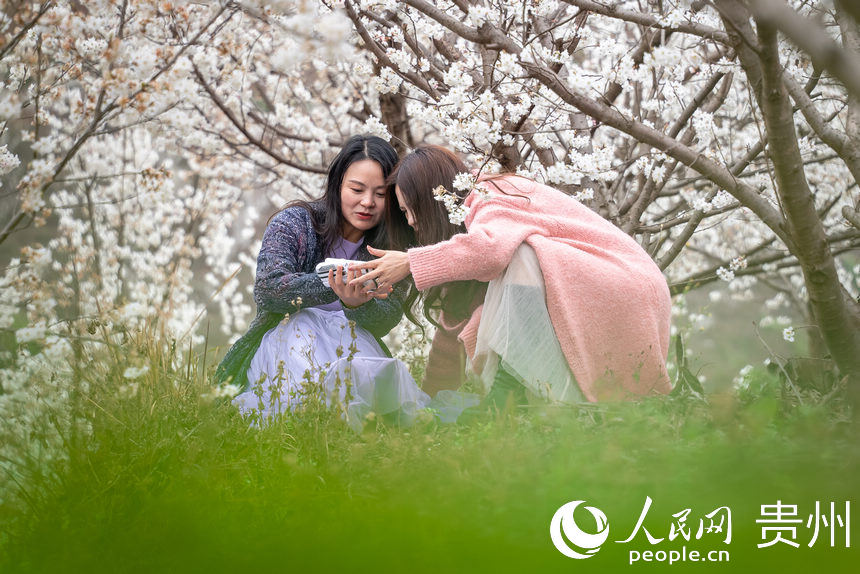 SW China's Guizhou welcomes spring with burst of cherry blossoms