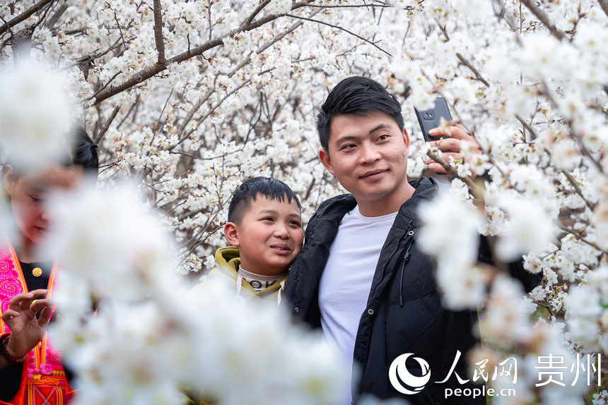 SW China's Guizhou welcomes spring with burst of cherry blossoms