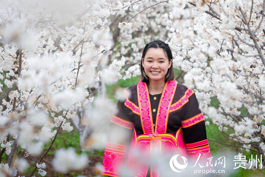 SW China's Guizhou welcomes spring with burst of cherry blossoms