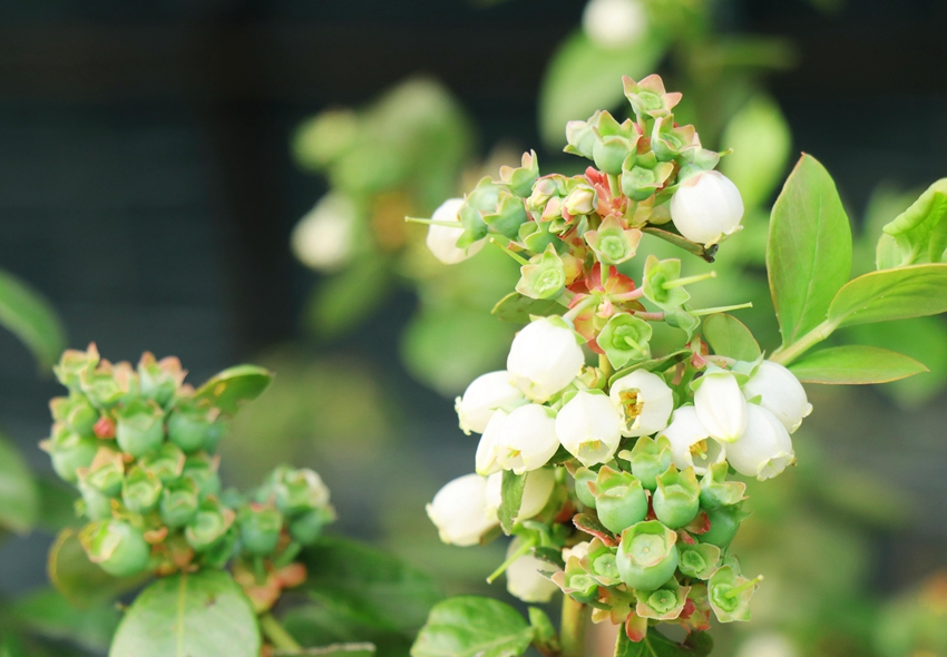 Blueberry planting brings prosperity to farmers in E China’s Jiangsu