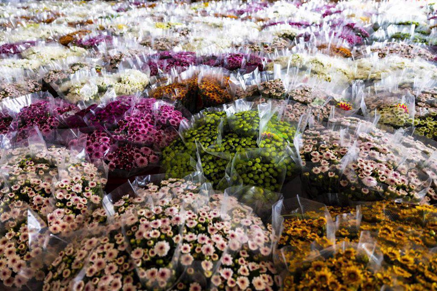 Farmers busy harvesting chrysanthemums in China's Hainan