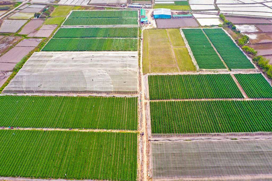 Farmers busy harvesting chrysanthemums in China's Hainan