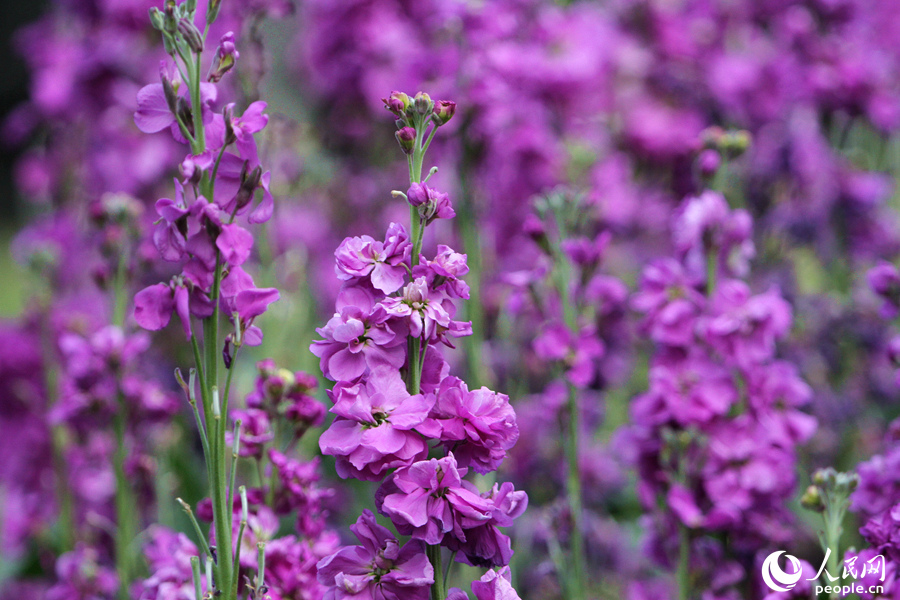 Violets in full bloom in Xiamen, SE China’s Fujian