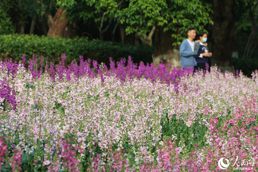 Violets in full bloom in Xiamen, SE China’s Fujian