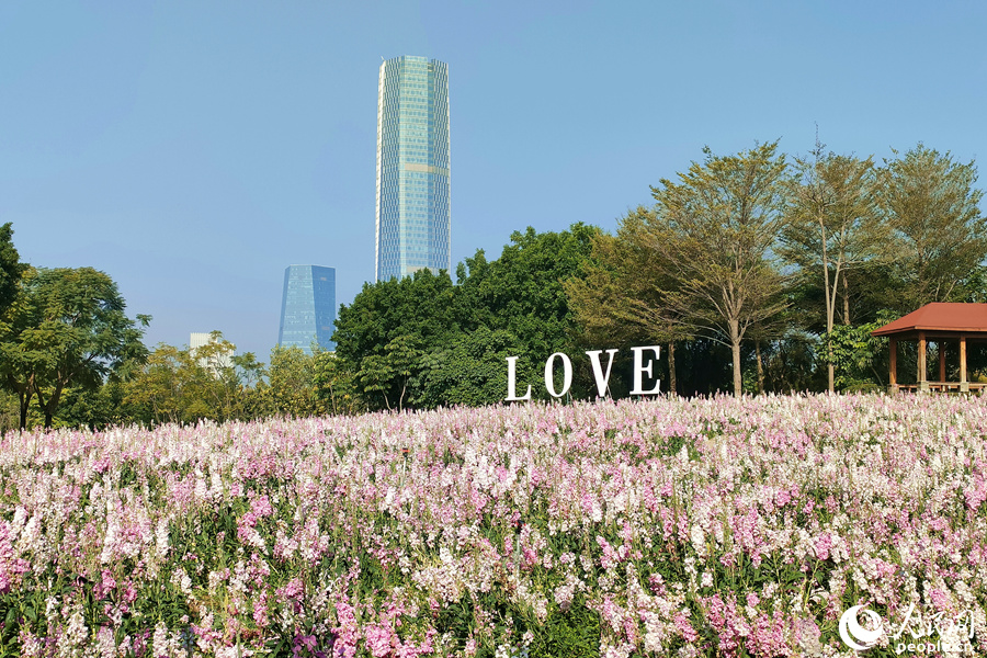 Violets in full bloom in Xiamen, SE China’s Fujian