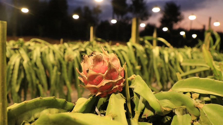 Dragon fruit planting boosts rural vitalization in China's Hainan