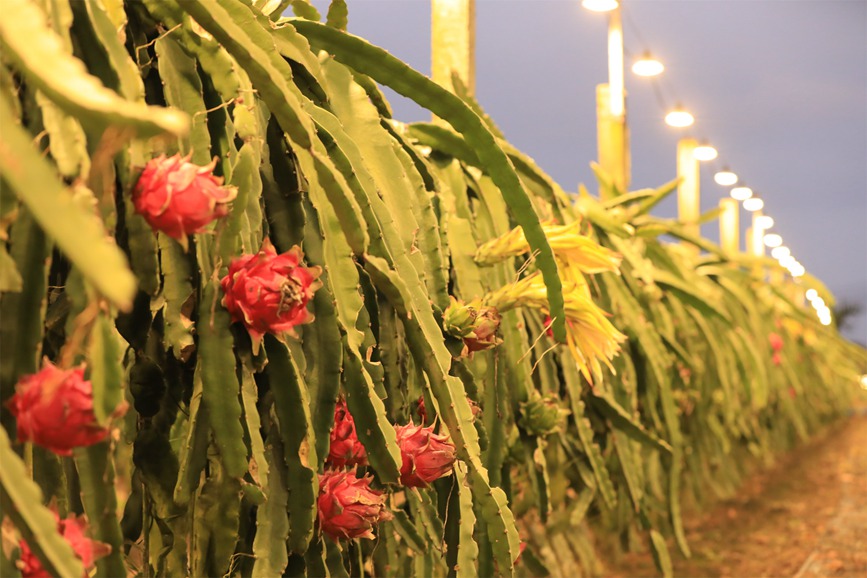 Dragon fruit planting boosts rural vitalization in China's Hainan