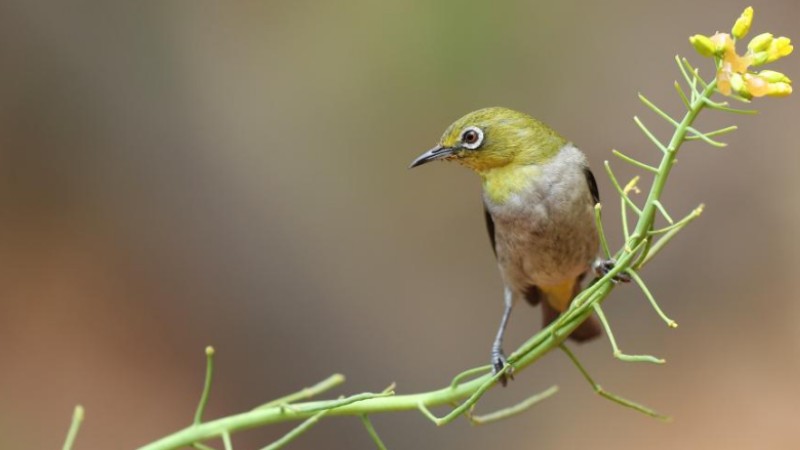 Spring scenery of birds and blossoms across China