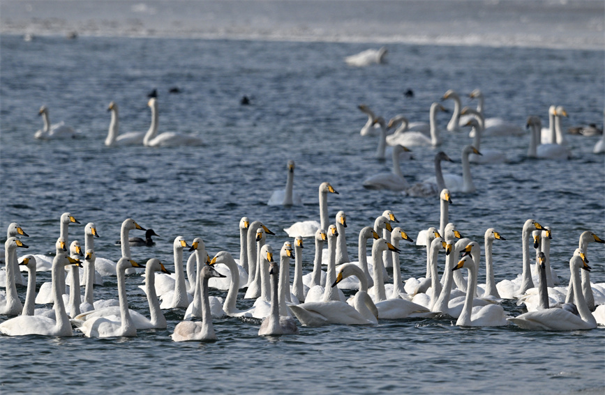 Flock of swans appear on river in Korla city, NW China's Xinjiang