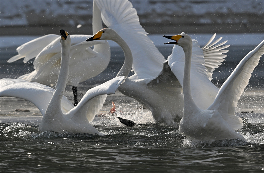 Flock of swans appear on river in Korla city, NW China's Xinjiang