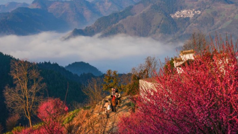 Spring flowers enchant people across China