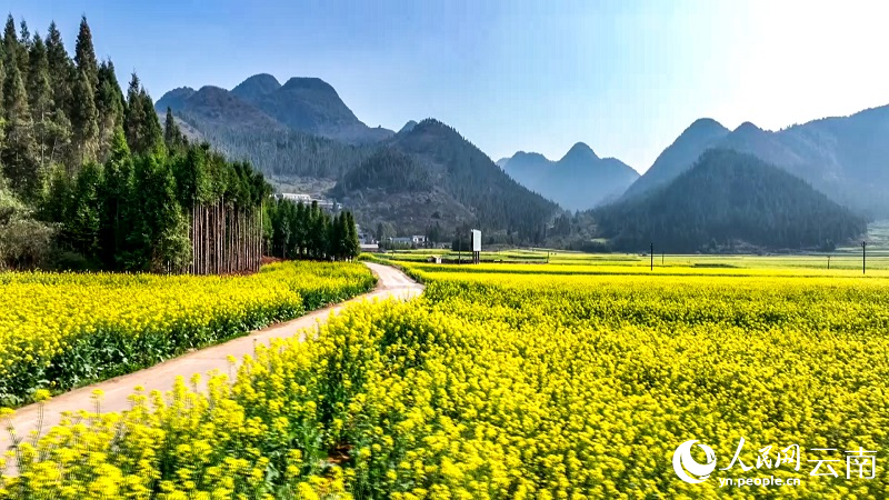 Sea of rapeseed flowers ushers in springtime in SW China’s Yunnan