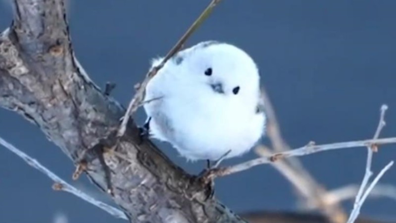 Chubby bird gets a nickname: glutinous rice ball