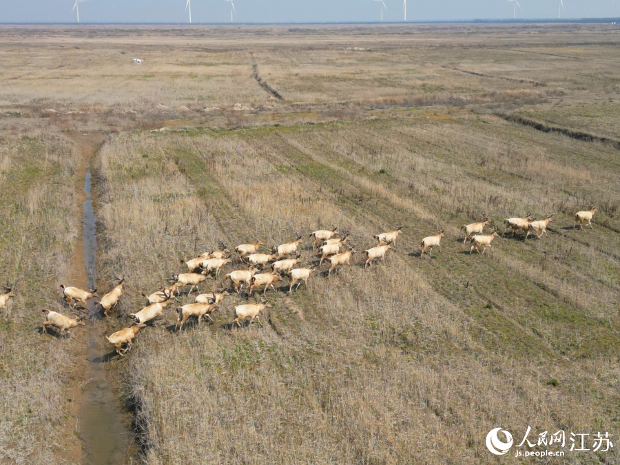 Wild milu deer appear at nature reserve in E China's Jiangsu