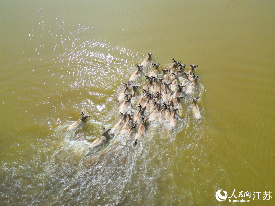 Wild milu deer appear at nature reserve in E China's Jiangsu