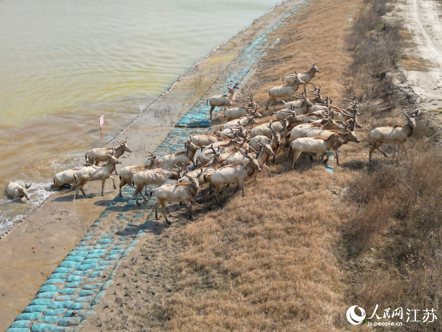 Wild milu deer appear at nature reserve in E China's Jiangsu