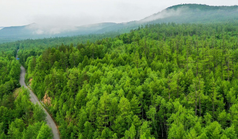 Inner Mongolia to afforest over 1 mln hectares of land