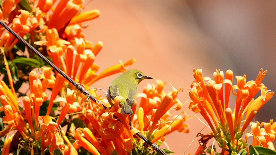 Orange trumpet vines give SE China’s Xiamen a spring air