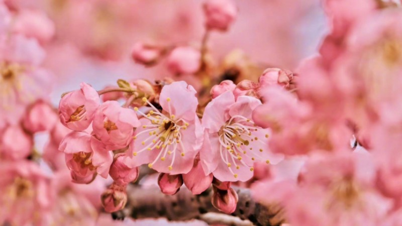 Spring brings cherry blossom back to Wuhan University